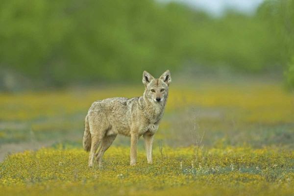 TX, Maverick Co, Lone coyote caught unaware